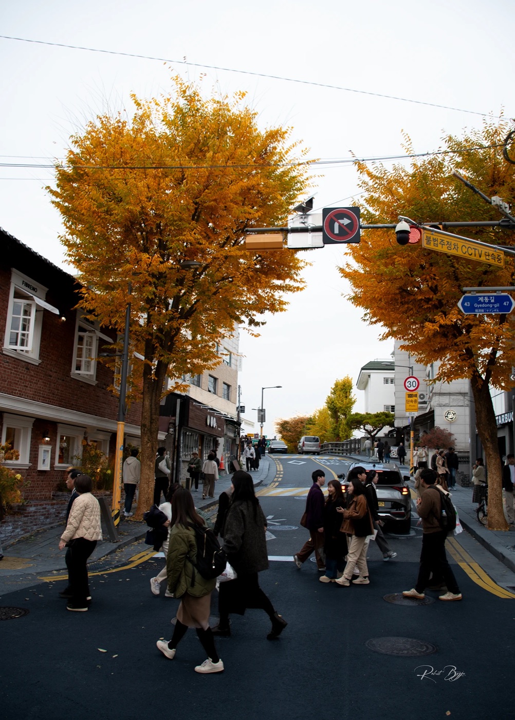 Autumn ginkgo trees over a city street