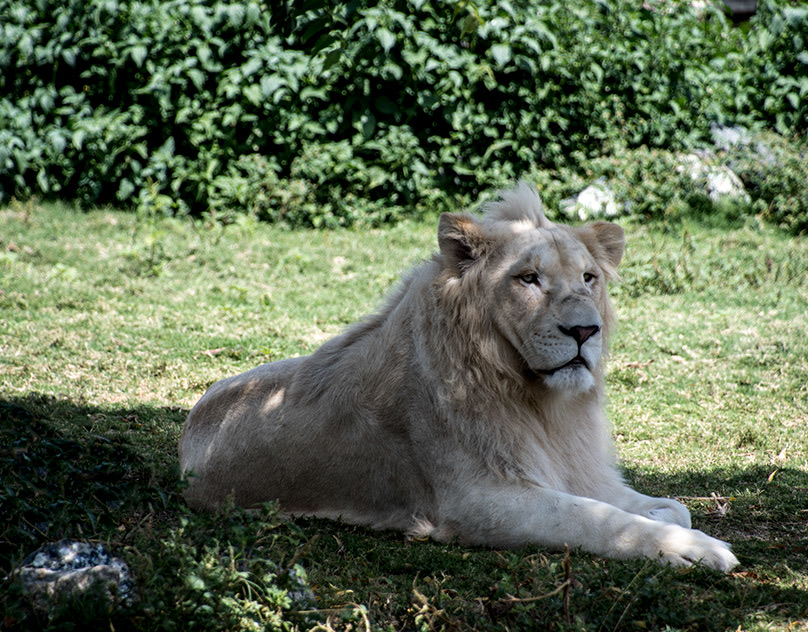 White lion resting on grass