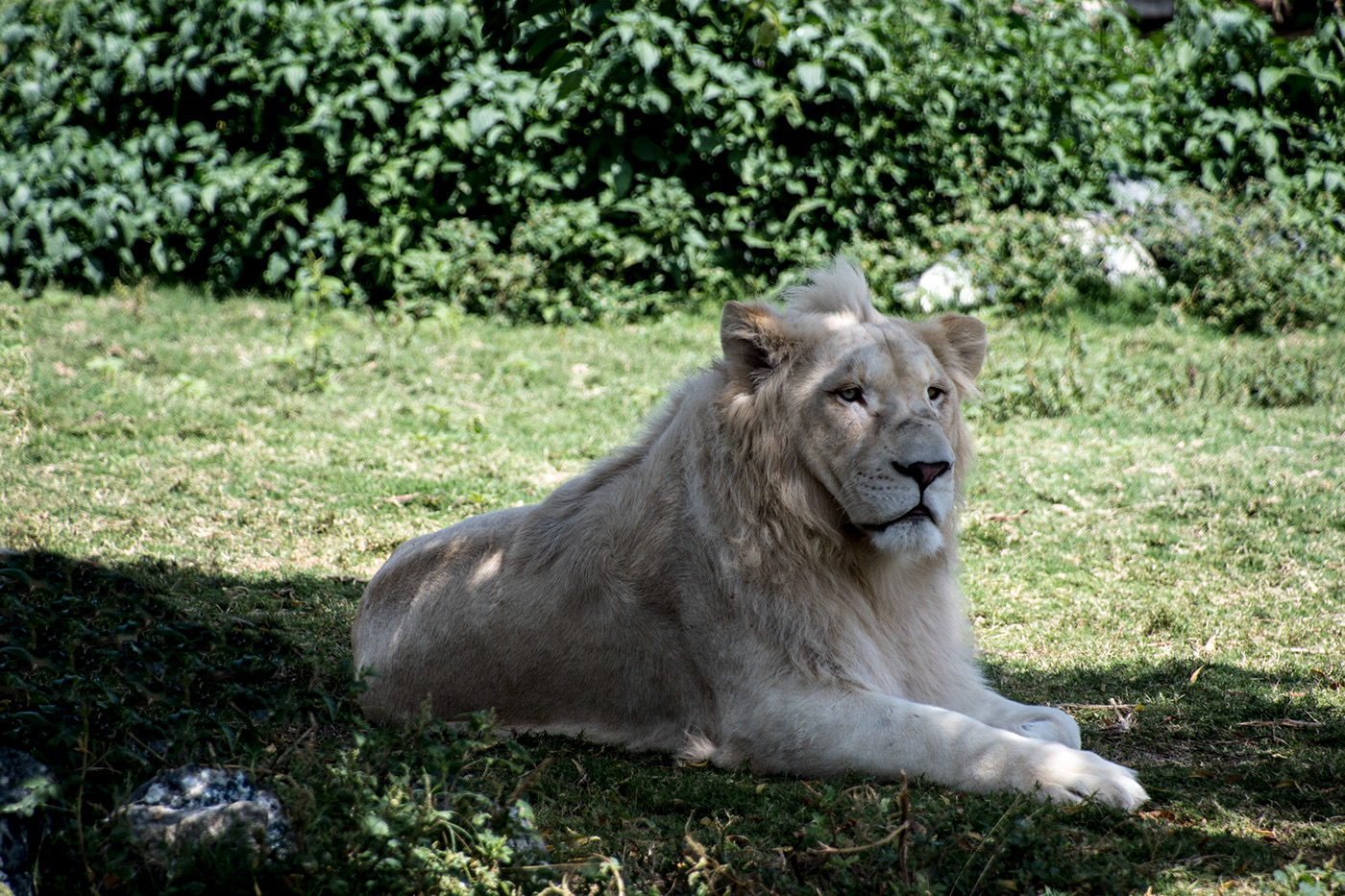 White lion resting on grass