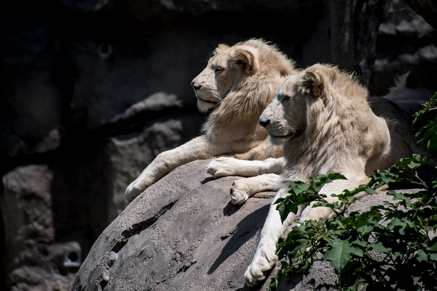 Two white lions on a rock